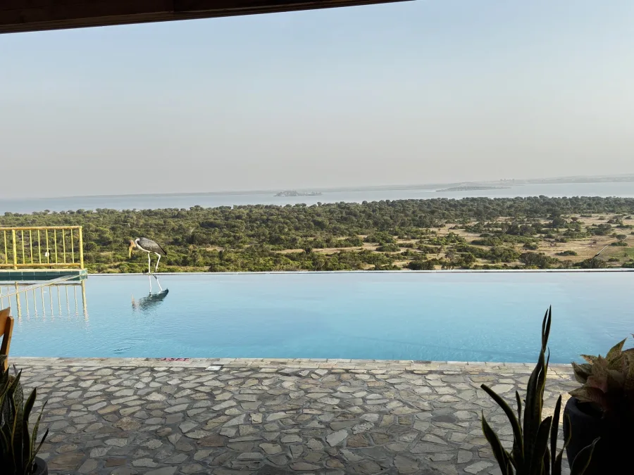 Infinity pool overlooking the lake with a marabou stork at a Uganda safari lodge