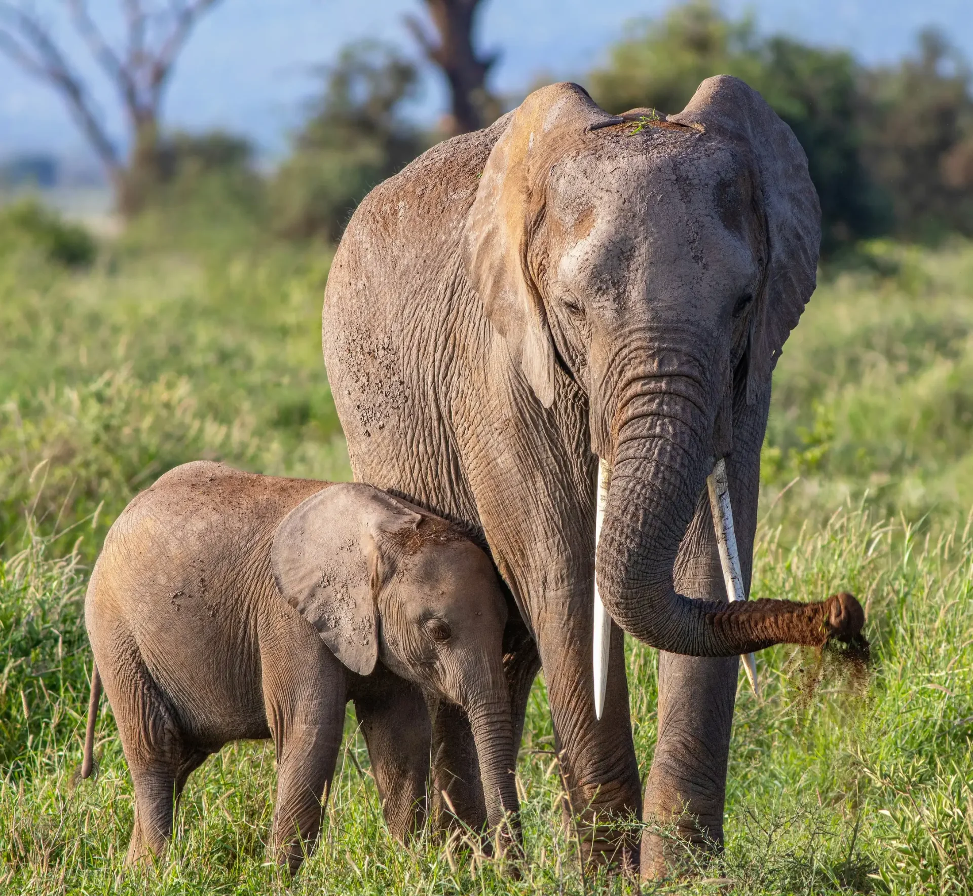 6 Days Exclusive Kenya Safari