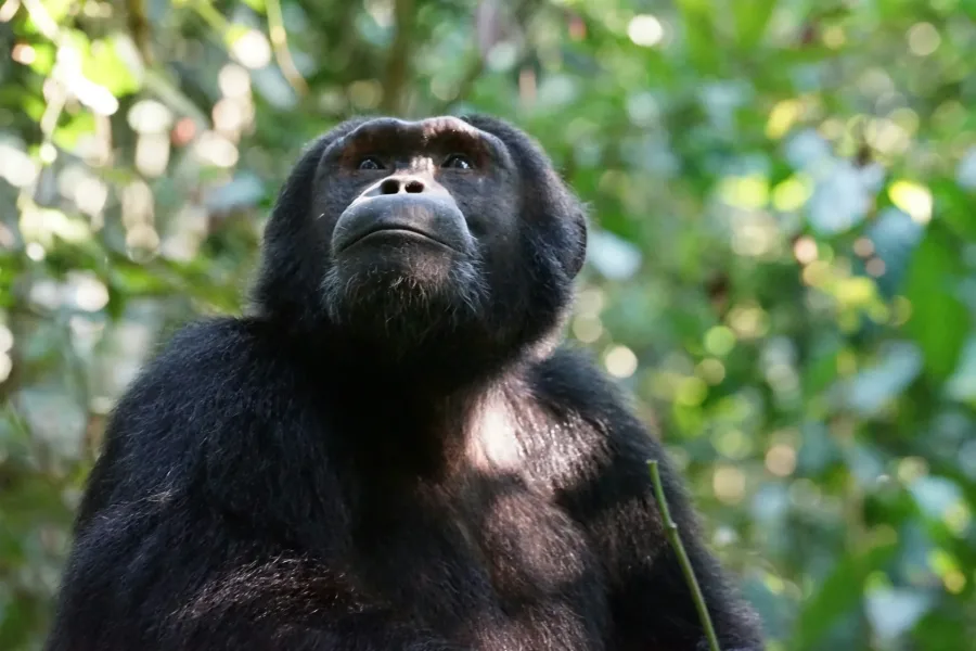 A chimpanzee in the forest of western Tanzania on the 11 Days Western Tanzania Safari