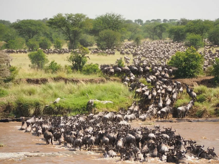 Wildebeest herd crossing a river during the Great Migration on the 12 Days Gorilla and Great Migration Safari