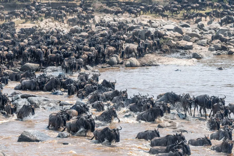 Wildebeest crossing the river during the Great Migration in the Serengeti on the 12 Days Tanzania & Rwanda Luxury Safari
