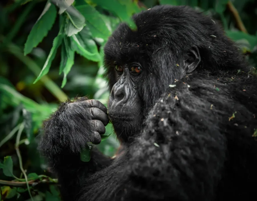 Wild mountain gorilla feeding in the forest on the 12 Days Uganda Gorilla & Wildlife Safari