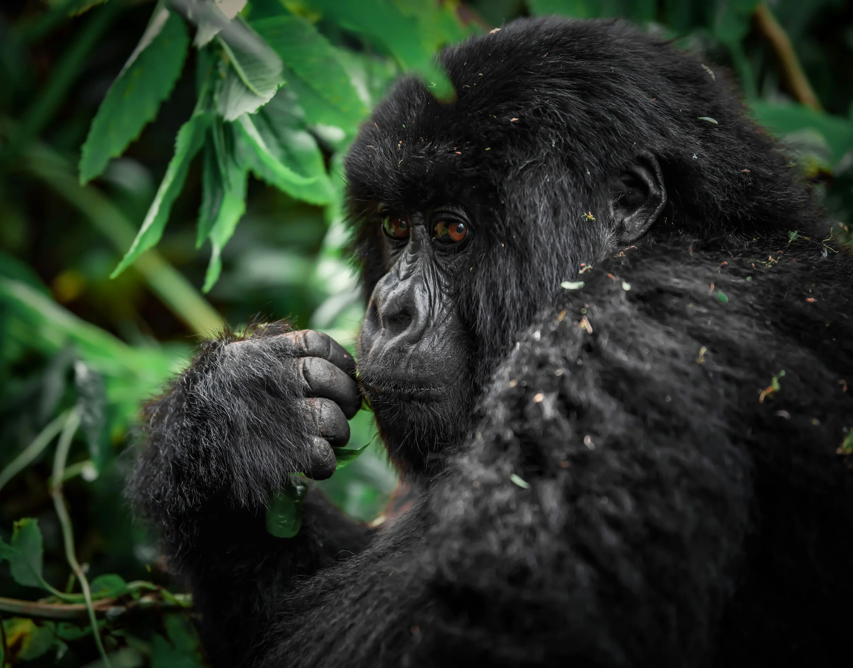 Wild mountain gorilla feeding in the forest on the 12 Days Uganda Gorilla & Wildlife Safari