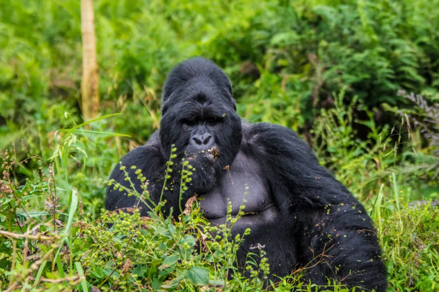 Wild silverback mountain gorilla in the forest on the 13 Days Uganda & Rwanda Gorilla Safari