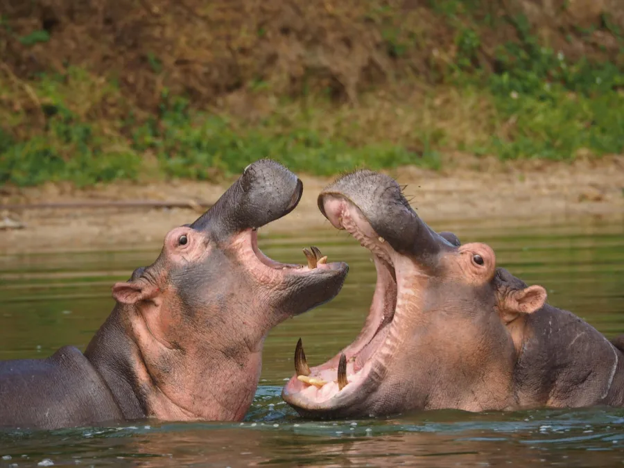 13 Days Uganda Safari Experience