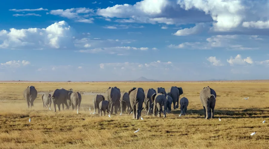 A herd of elephants crossing the golden savanna on the 14 Days Classic East African Safari