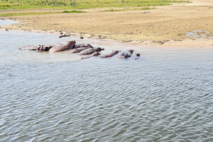 Hippos resting in the shallows of the Kazinga Channel on the 15 Days Uganda & Rwanda Luxury Safari