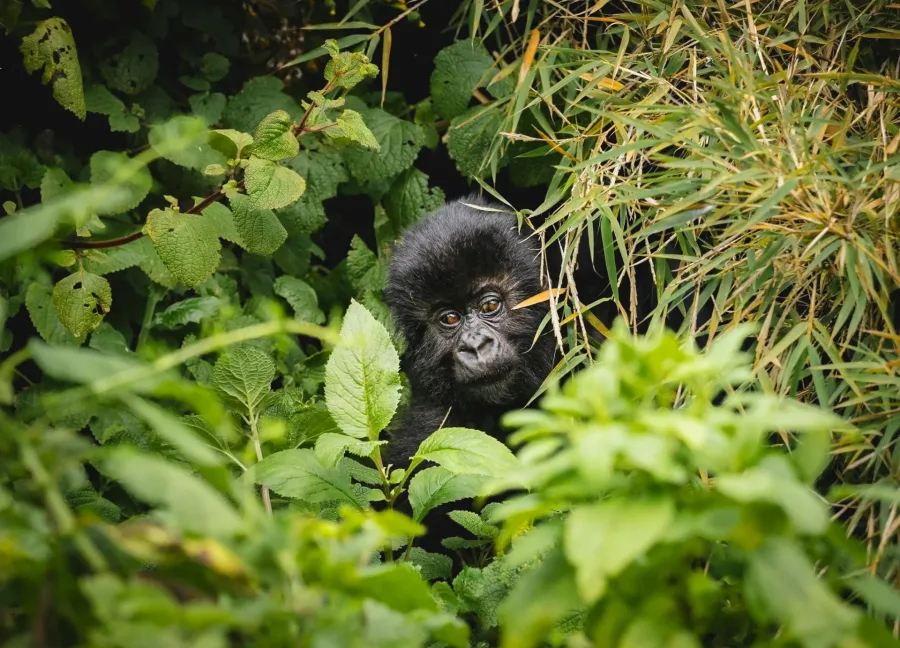 Young wild mountain gorilla in the forest on the 16 Days Uganda to Rwanda Gorilla Safari