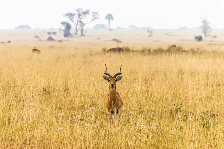 Uganda kob in golden savanna grassland on the 17 Days Ultimate Rwanda & Uganda Safari