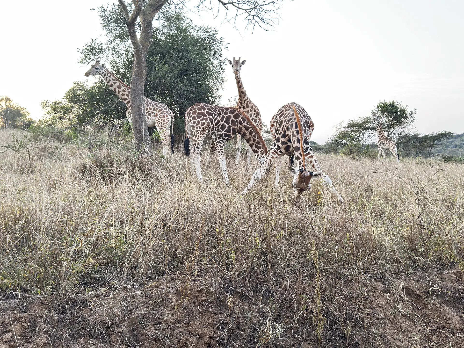 20 Days Best of Uganda Luxury Safari