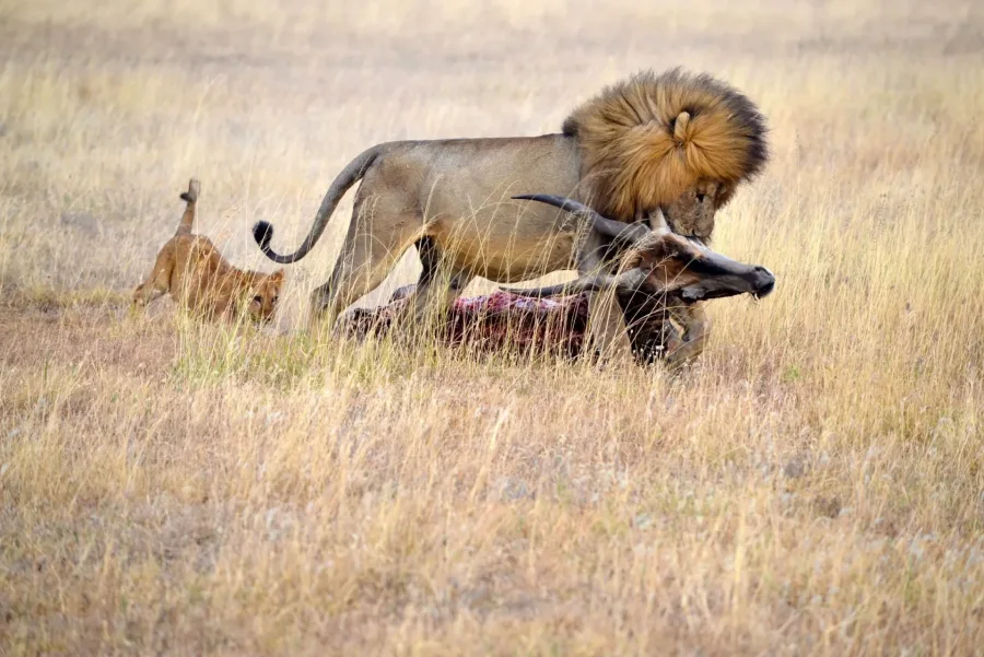 Elephant herds beneath Mount Kilimanjaro on the 22 Days Best of East Africa Luxury Safari