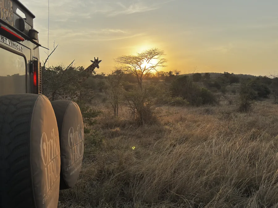 An Orika Africa safari vehicle parked at sunset as a giraffe browses the acacia savannah on the 22 Days Uganda Exclusive Safari