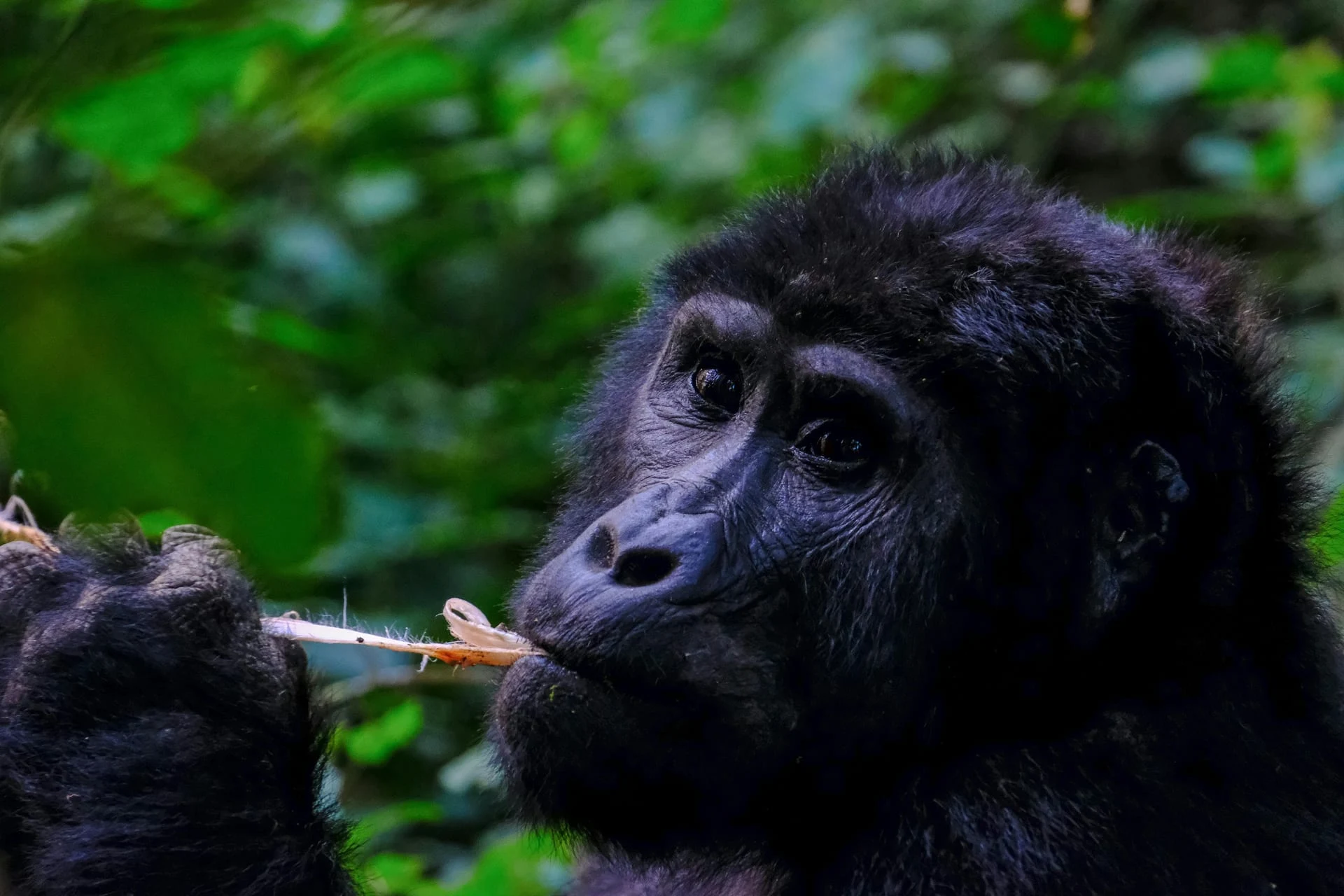 4 Days Chimpanzees of Rwanda