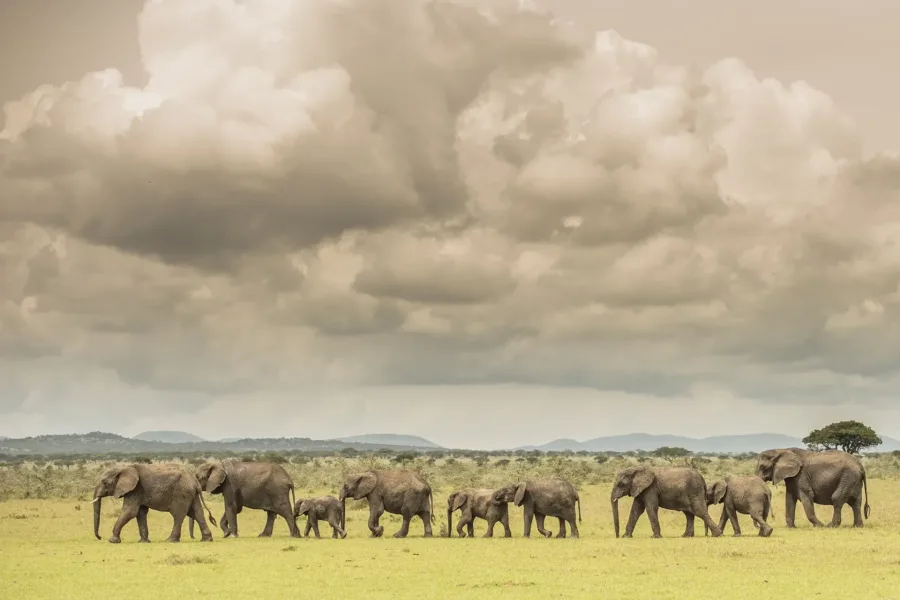 An elephant herd crossing the Tarangire plains beneath dramatic skies on the 3 Days Tarangire Luxury Safari