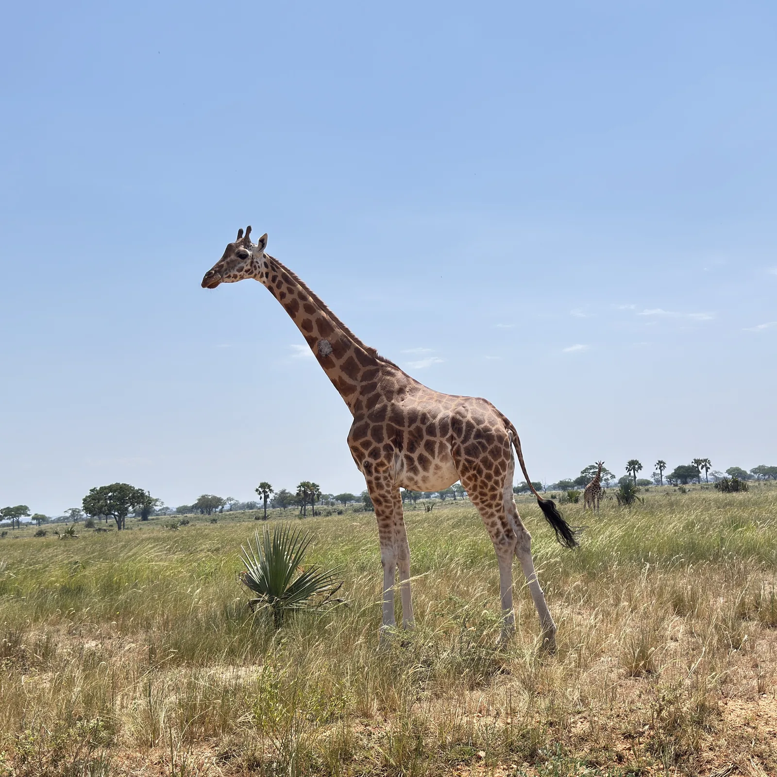 4 Days Murchison Falls Safari