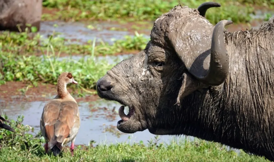 Cape buffalo bellowing in an Amboseli wetland on the 6 Days Amboseli Wildlife Safari
