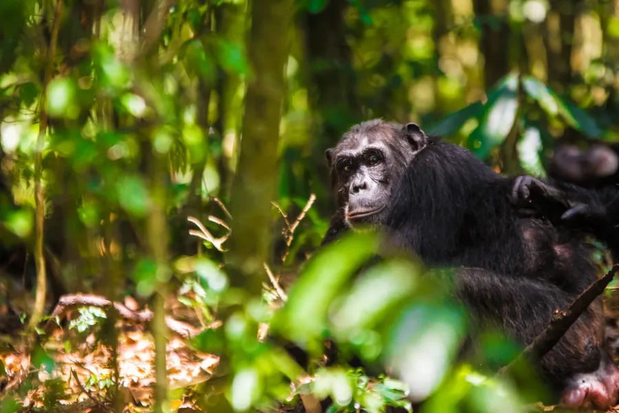 6 Days Fly-in Uganda Gorilla & Wildlife Safari