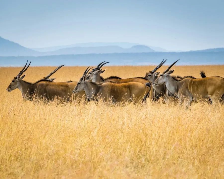 Eland antelope herd walking through golden grass in the Masai Mara on the 6 Days Magical Wildlife of Kenya safari