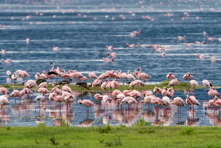 Flamingos on a crater lake in northern Tanzania on the 6 Days Tanzania Luxury Safari Escape