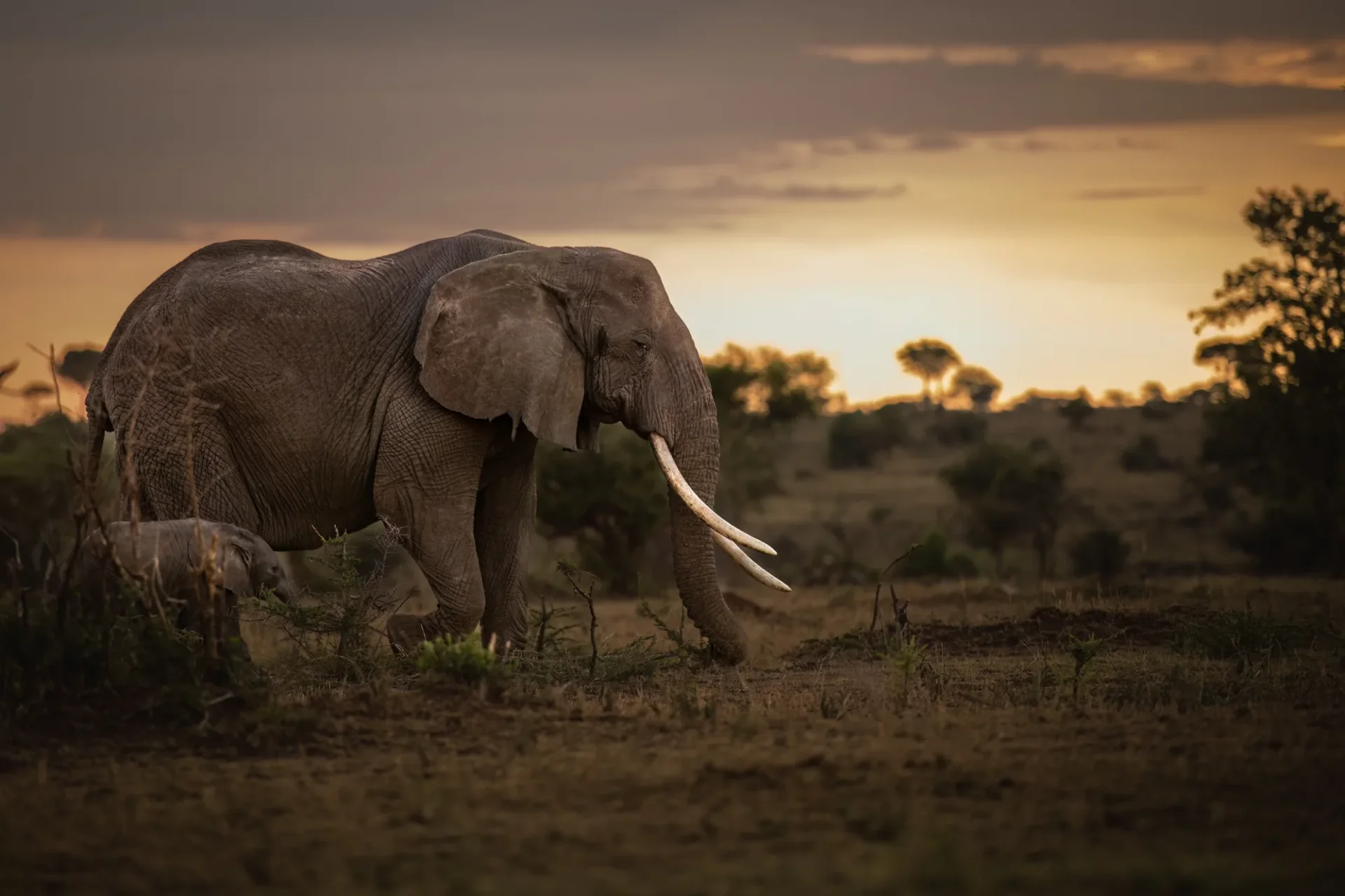6 Days Tarangire & Ngorongoro Safari