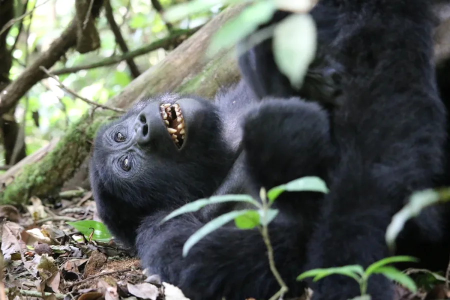 Chimpanzee in the rainforest canopy of Kibale Forest on the 7 Days Primates of Uganda Safari
