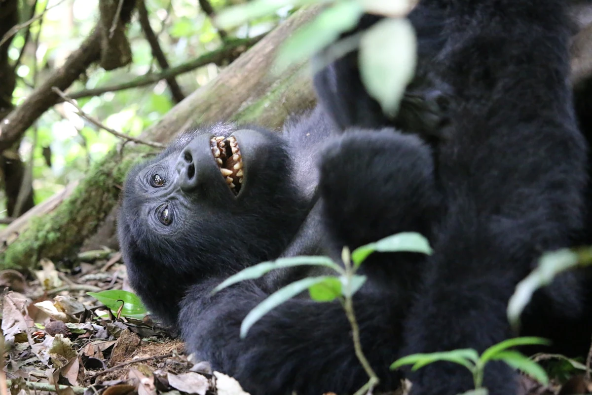 7 Days Primates of Uganda Safari