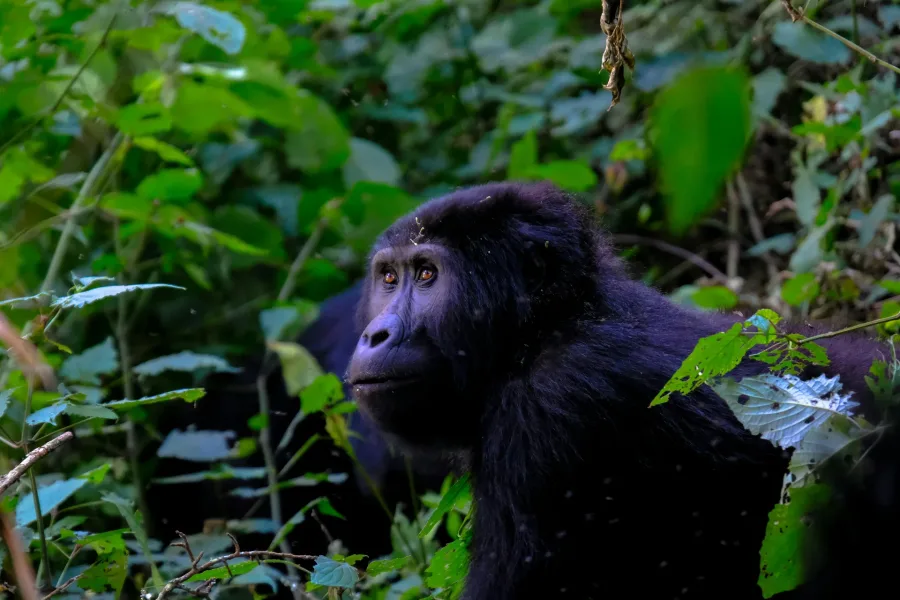 8 Days Fly-in Uganda Luxury Safari