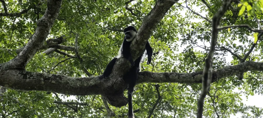 Black-and-white colobus monkey resting in a forest canopy, Uganda, Orika Africa Tours
