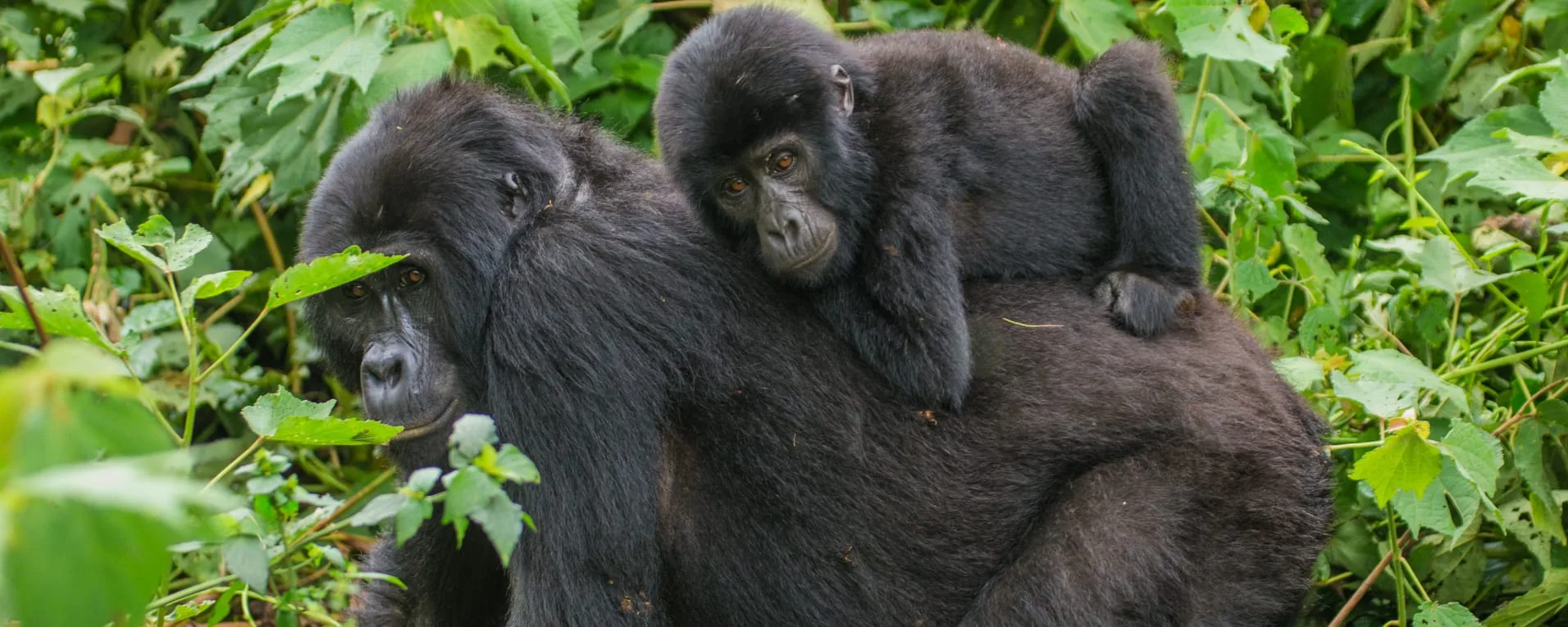 Infant mountain gorilla, Katwe group, Bwindi Impenetrable Forest, Uganda