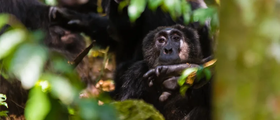 Chimpanzee tracking in Kibale Forest, Uganda