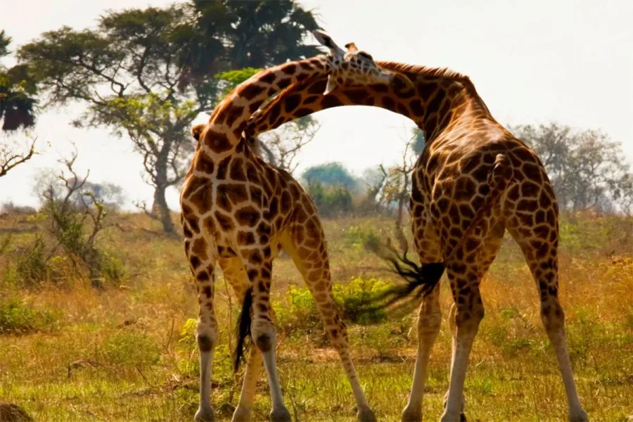 Uganda gorilla trekking and Murchison Falls safari