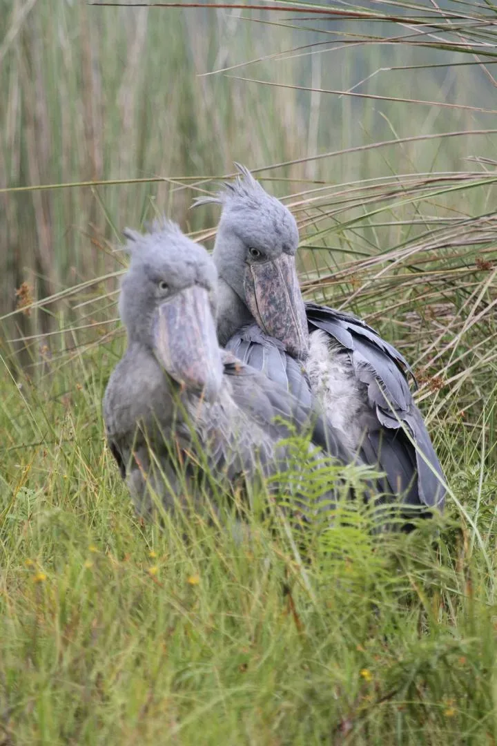Shoebill Stork, Mabamba Swamp, Uganda