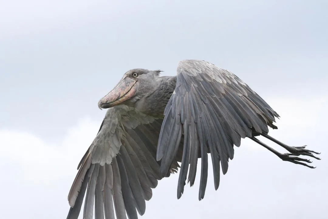 Shoebill Stork in flight, Uganda