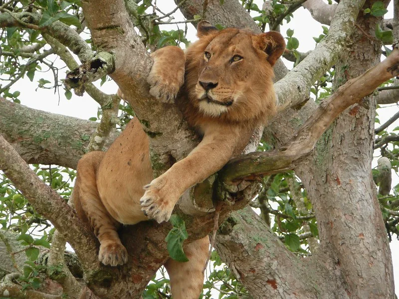 Tree-Climbing Lions in Queen Elizabeth Ishasha Sector