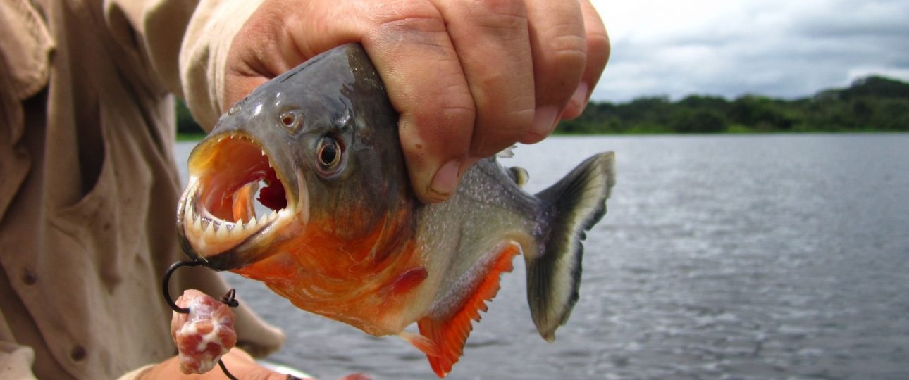 The Fish Market in Queen Elizabeth National Park