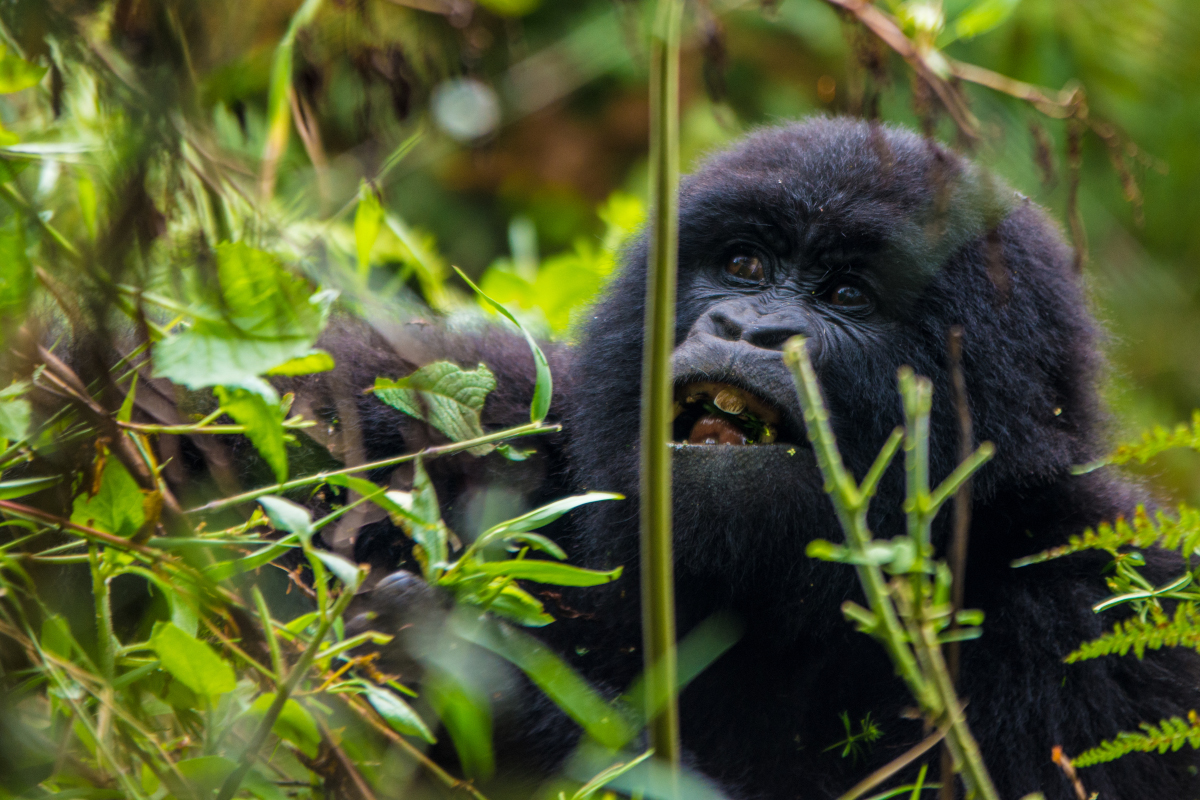 6 Days Uganda Primate Expedition