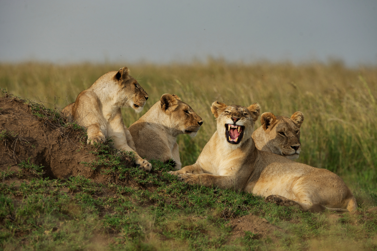 10 Days Kenya and Tanzania Premium Holiday