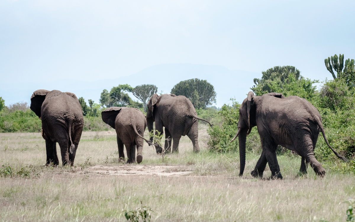 8 Days Primates and Wildlife Safari