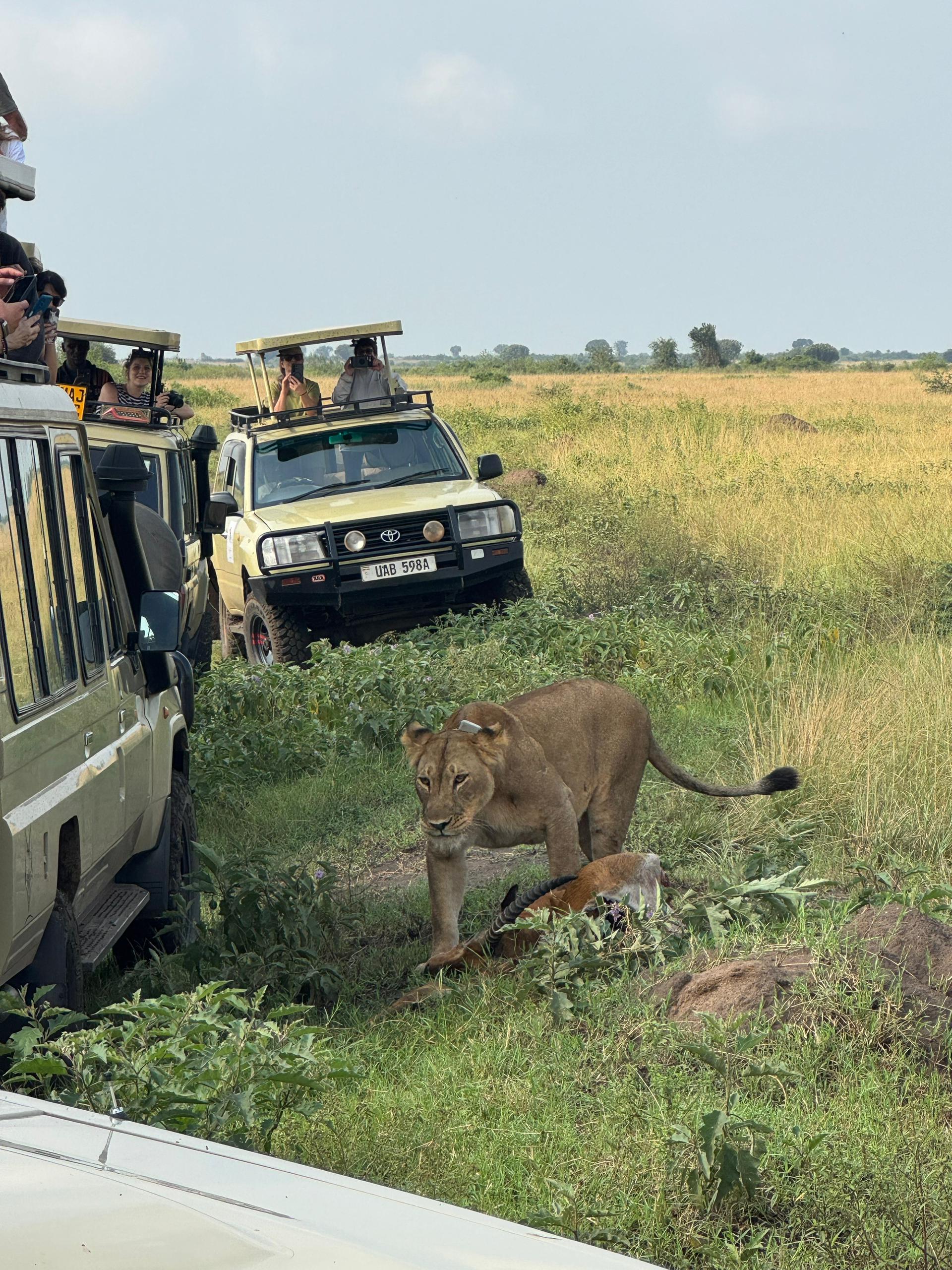 orika_lion_watch_close_6_days_uganda_safari