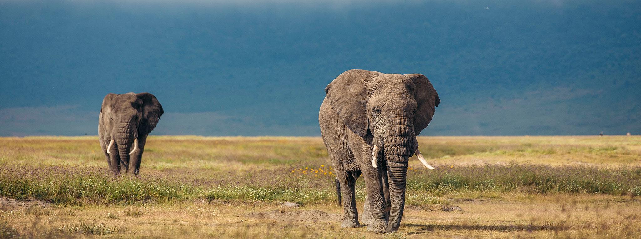 5 Days Tanzania Wildlife Unforgettable Experience